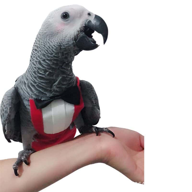 Parrot Flying Suit Clothes